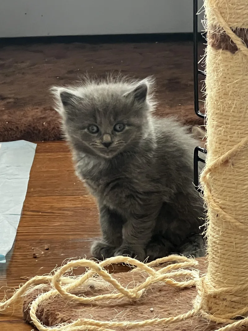 Lionel Messi thumbnail 2