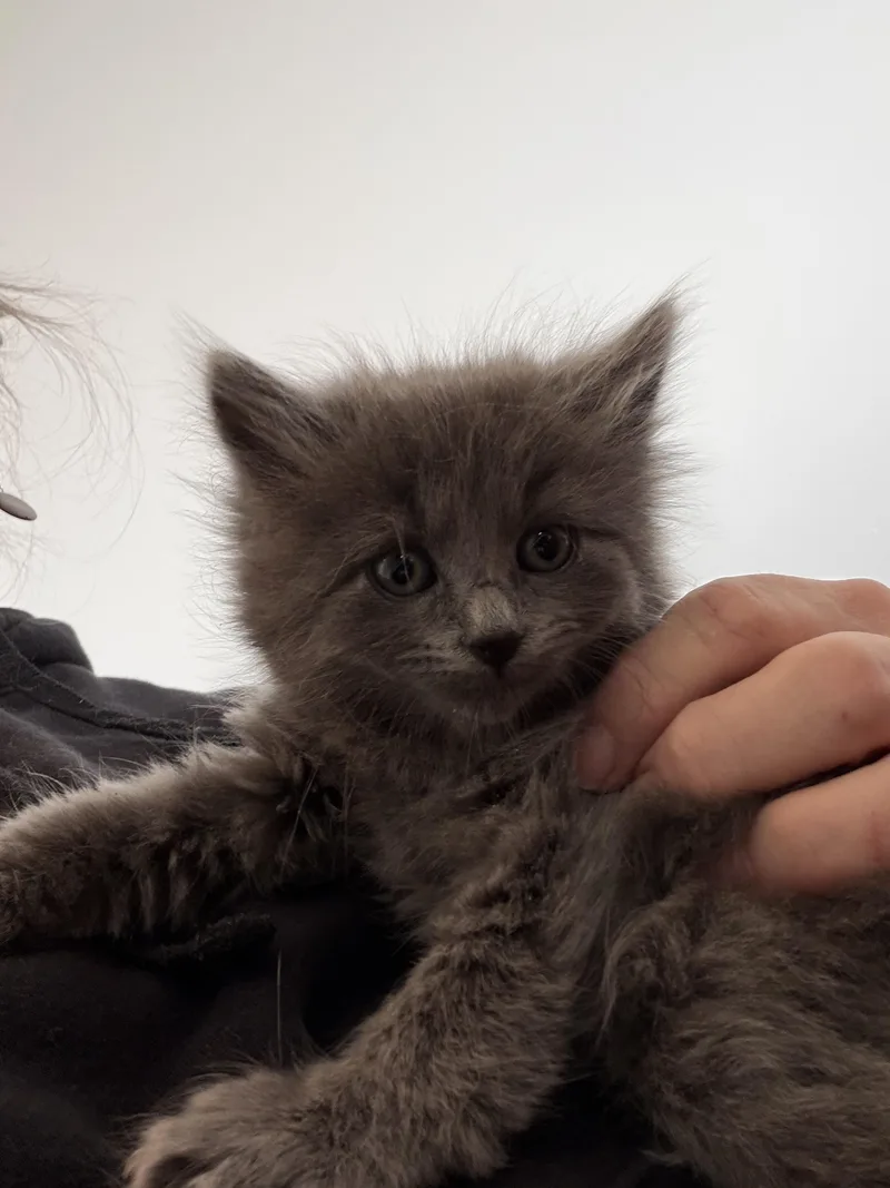 Lionel Messi thumbnail 4