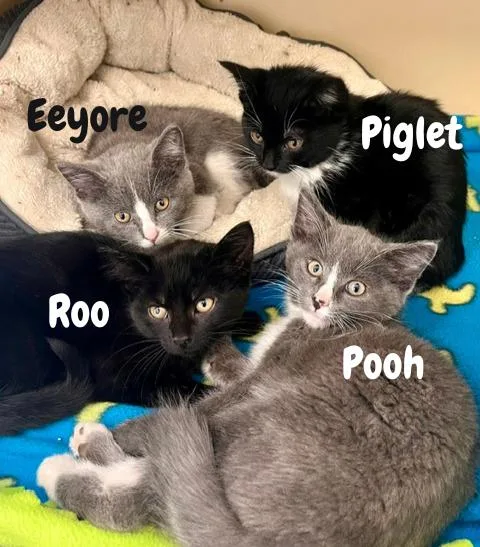 A baby small-sized female Black Domestic Short Hair cat named Roo for adoption in Webster, WI