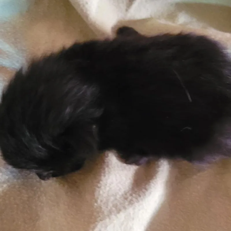 A baby small-sized male Domestic Long Hair cat named Cocoa Puff for adoption in Coos Bay, OR