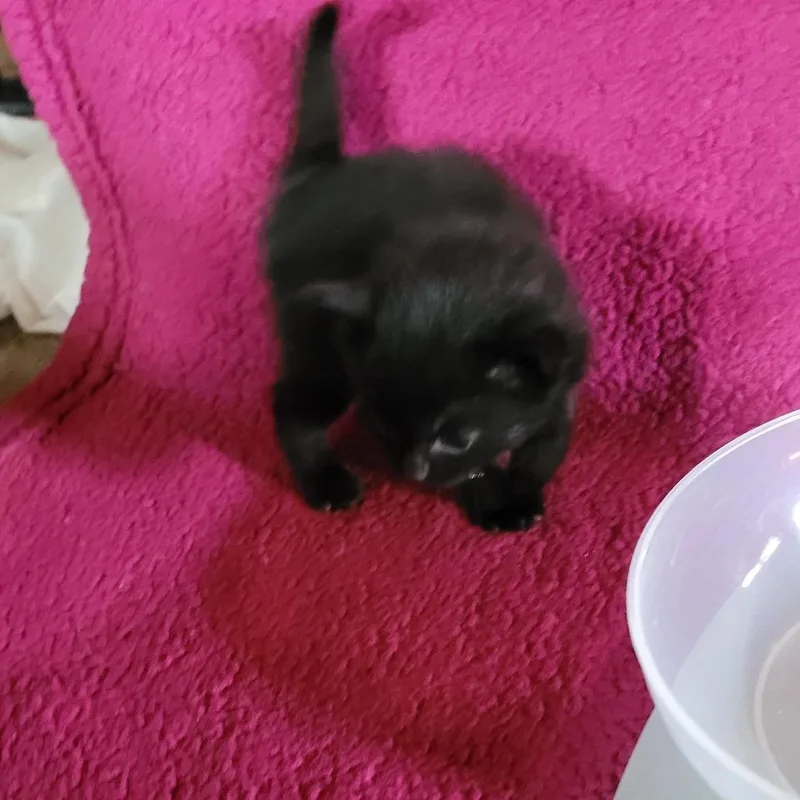 Cocoa Puff thumbnail 2