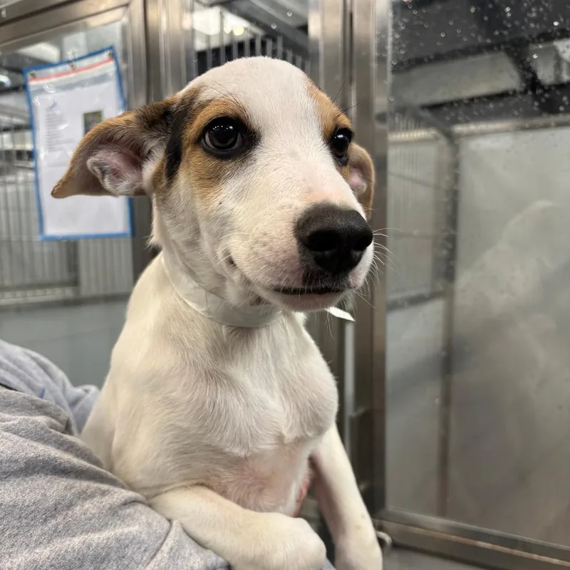 A baby small-sized male White / Cream Hound dog named Mickey for adoption in Allentown, PA