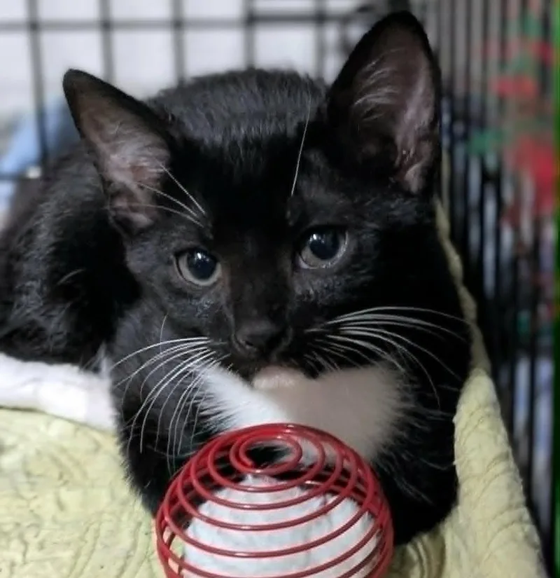 A baby medium-sized female Black & White / Tuxedo Domestic Short Hair cat named Parsely for adoption in Ozark, AL