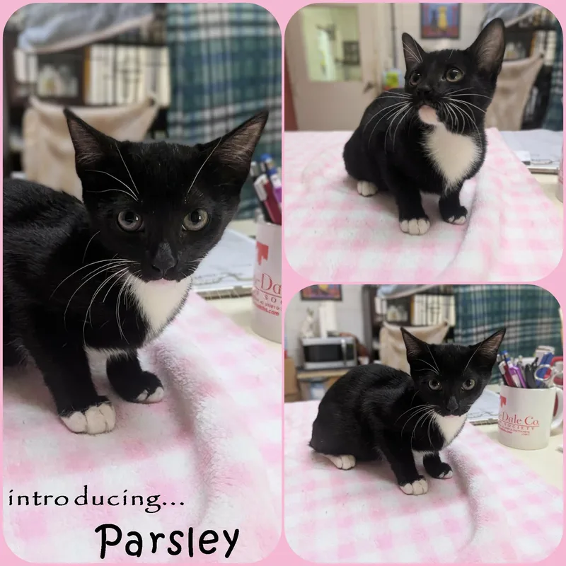 Parsely thumbnail 2