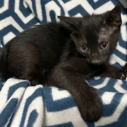 A baby small-sized male Black Domestic Short Hair cat named Dealer for adoption in Boerne, TX