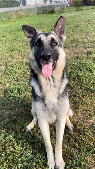 A young large-sized male German Shepherd Dog dog named Herbert for adoption in Rosenberg, TX