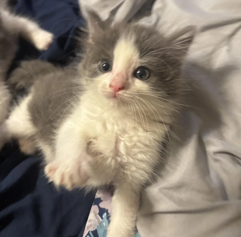 A baby medium-sized female Gray & White Domestic Short Hair cat named Barb for adoption in Washington, MI