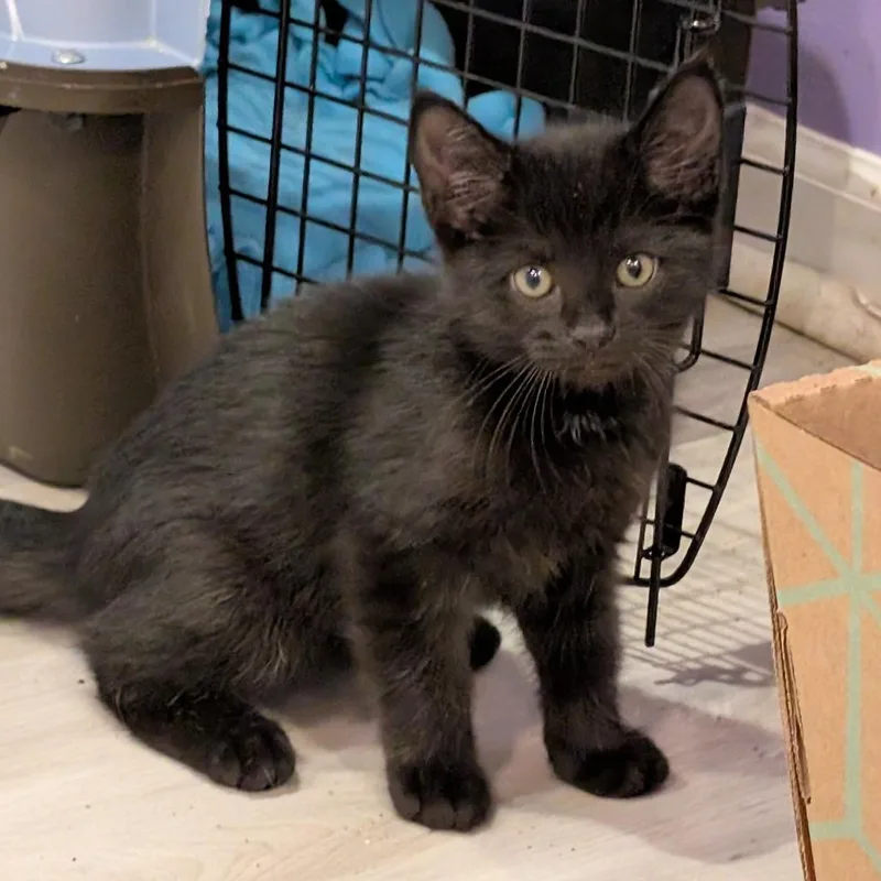 A baby small-sized male Black Domestic Short Hair cat named Rotisserie Chicken for adoption in Roselle, IL