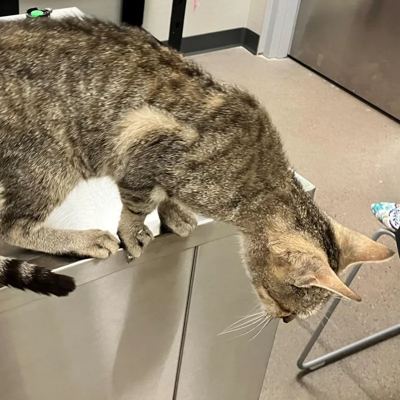 An adult medium-sized female Domestic Short Hair cat named Jane for adoption in Las Cruces, NM