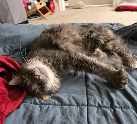 A young medium-sized female Domestic Medium Hair cat named Cinnamon Sugar for adoption in Derwood, MD