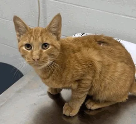 An adult medium-sized male Tabby (Orange / Red) Domestic Short Hair cat named Marmalade for adoption in Cincinnati, OH