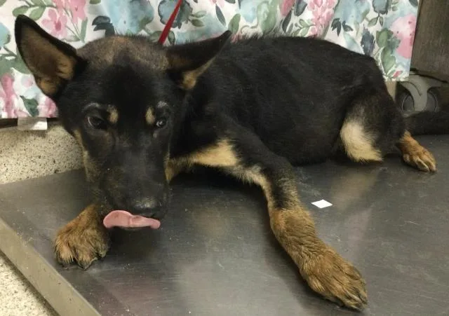 A young medium-sized male German Shepherd Dog dog named A for adoption in Riverside, CA