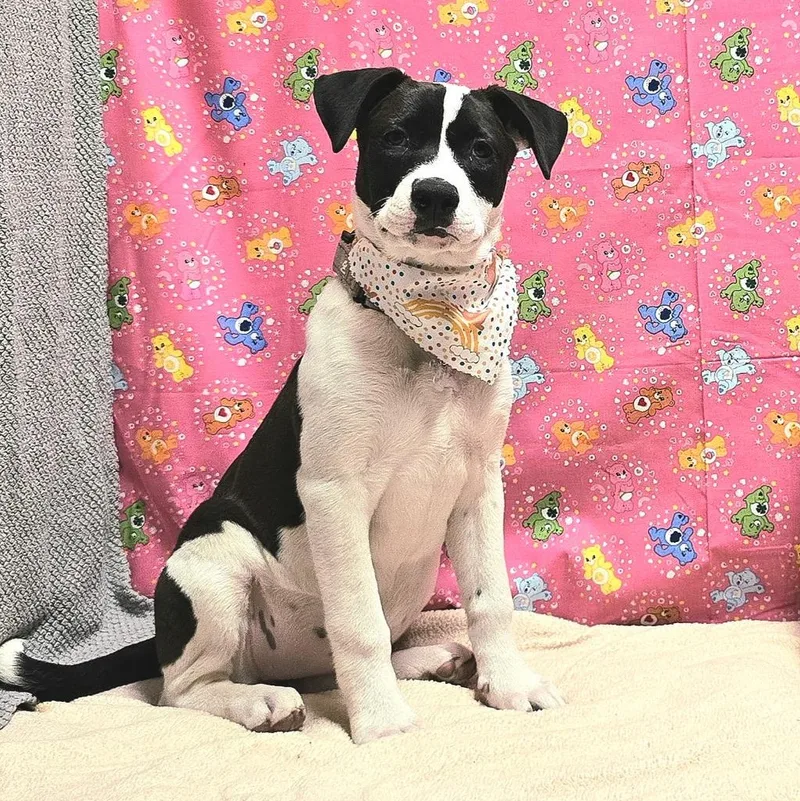 A baby medium-sized male Black German Shepherd Dog dog named Vonn for adoption in Houston, TX