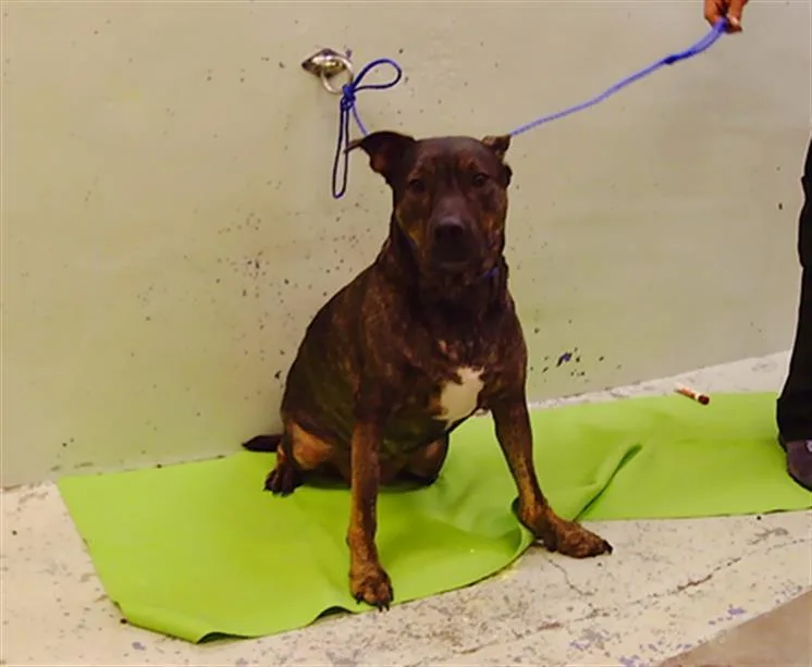 An adult large-sized female Staffordshire Bull Terrier dog named Lucky for adoption in Houston, TX