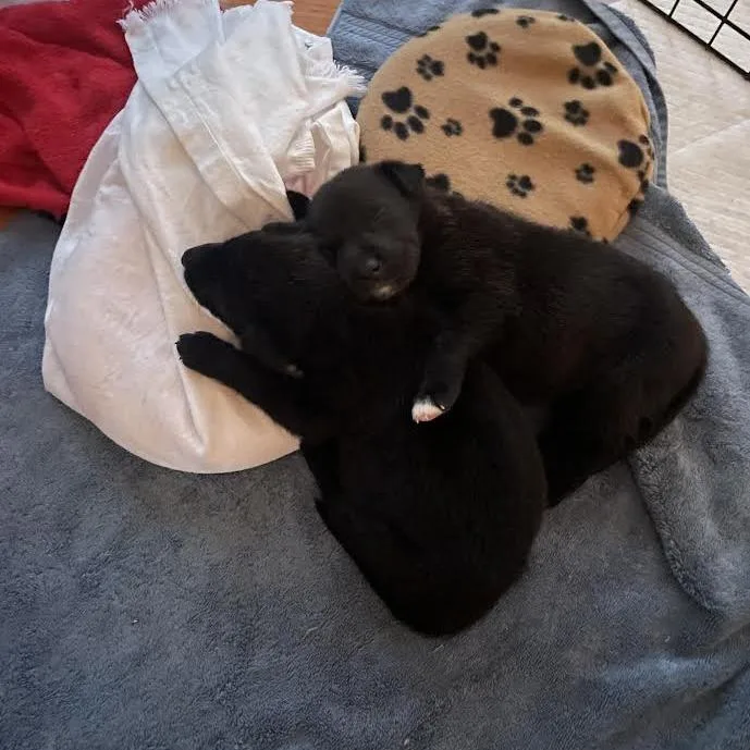 A baby small-sized female Black Mixed Breed dog named Maple for adoption in Auburn, AL