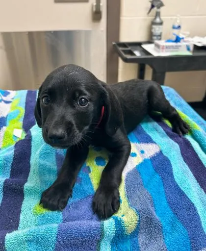 A baby small-sized female Coonhound dog named Dr. Mckay for adoption in Westland, MI