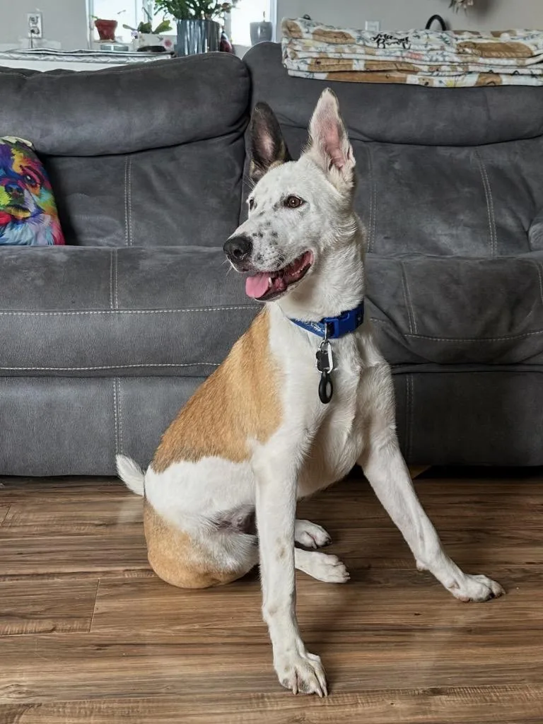 A young medium-sized female Husky dog named Dakota Peach for adoption in Manhattan Beach, CA