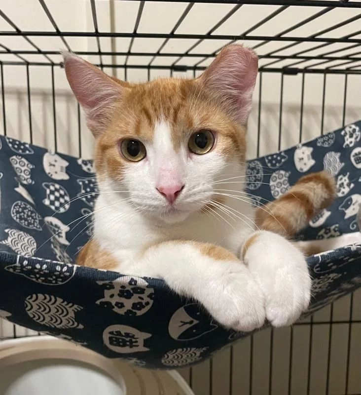 A young small-sized male Orange & White Domestic Short Hair cat named Cutie for adoption in Sunnyvale, CA