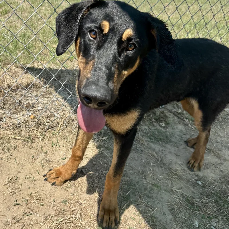 A baby large-sized male Black Doberman Pinscher dog named Herman for adoption in Blairstown, NJ