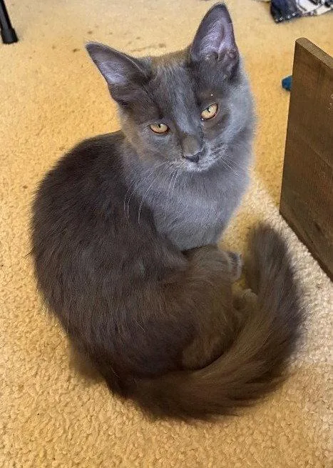 A young medium-sized male Domestic Medium Hair cat named Willow for adoption in Greenfield, IN