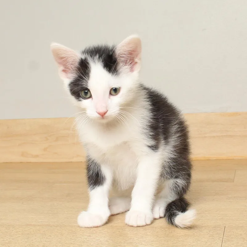 A baby small-sized male Black Domestic Short Hair cat named Pidgey Fiv C for adoption in Minnetonka, MN