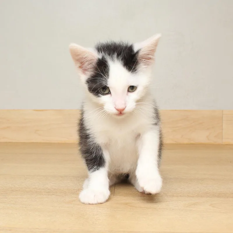 Pidgey Fiv C thumbnail 3