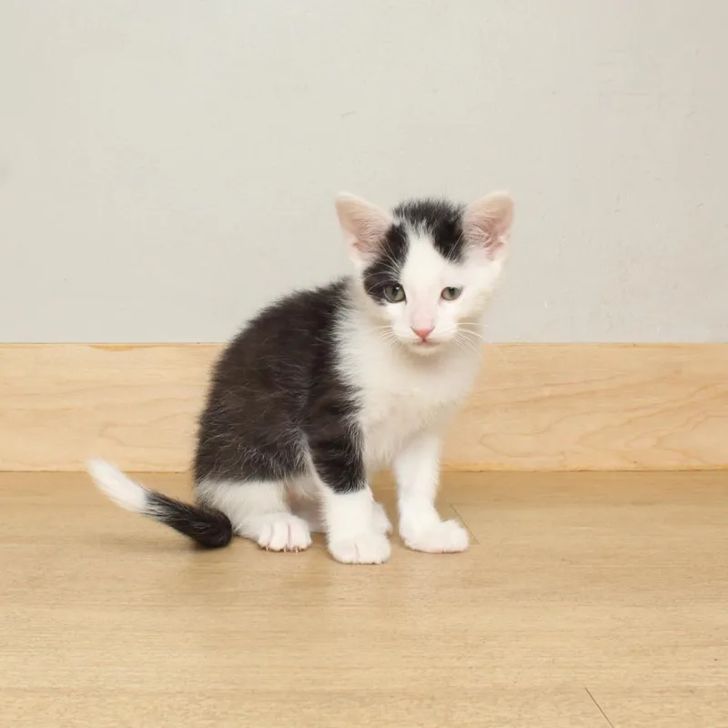 Pidgey Fiv C thumbnail 5