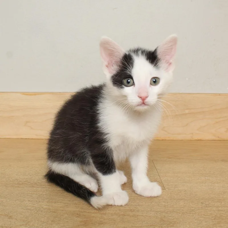 Pidgey Fiv C thumbnail 6