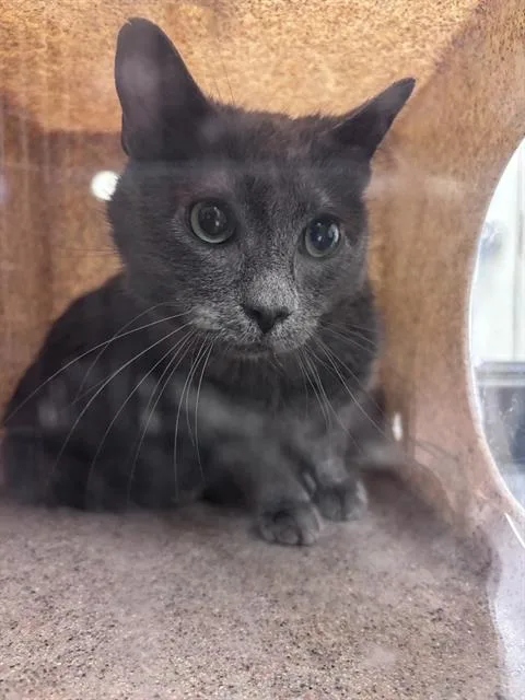 An adult medium-sized male Domestic Short Hair cat named Professor Chaos for adoption in West Valley City, UT