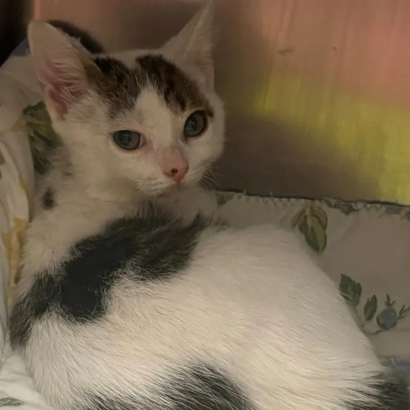 A baby small-sized male White Domestic Short Hair cat named Washington for adoption in East Hanover, NJ