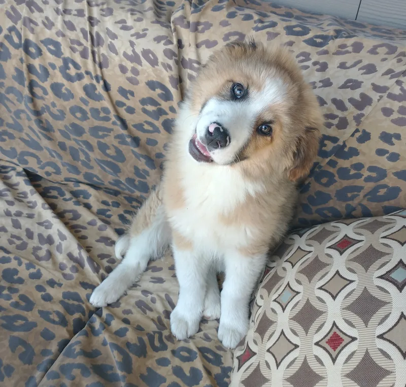 A baby medium-sized male Australian Shepherd dog named Nanook for adoption in Newport, WA