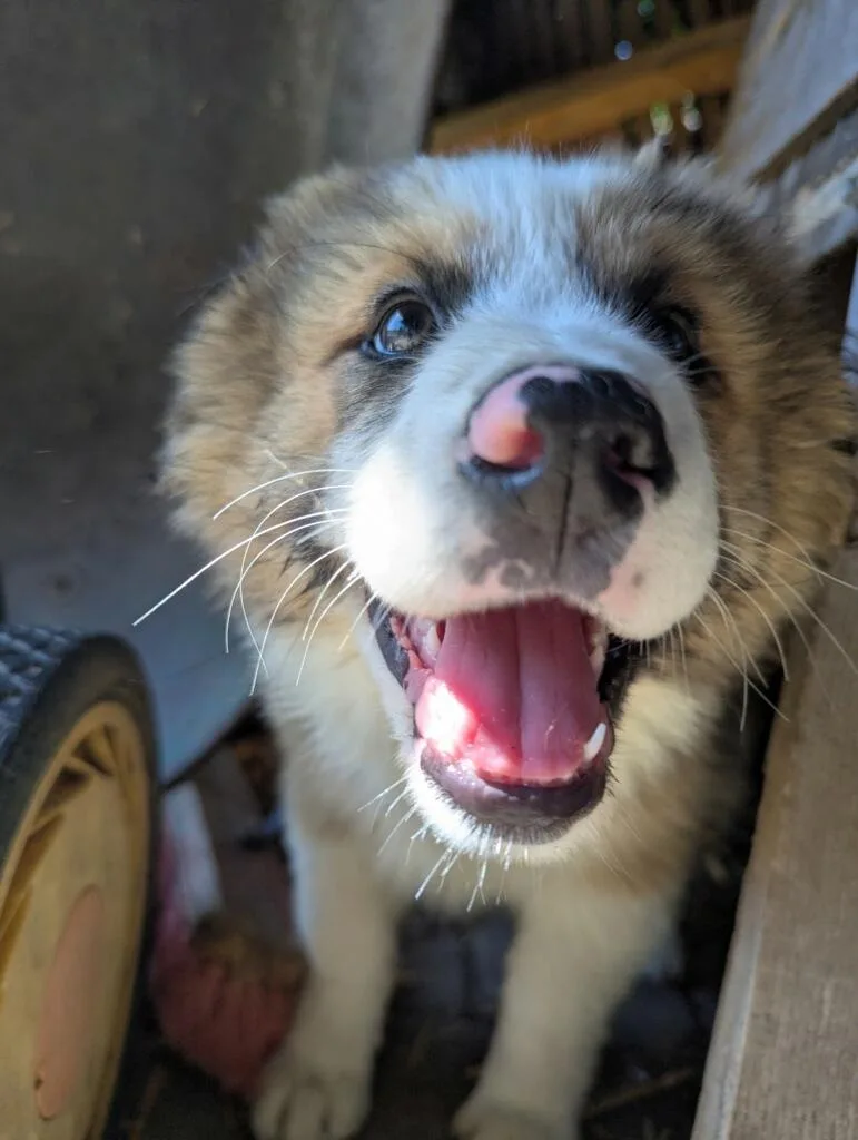 Nanook thumbnail 2