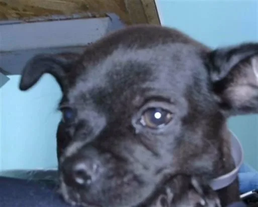 A baby medium-sized male Chihuahua dog named Napoleon for adoption in Baldwin Park, CA