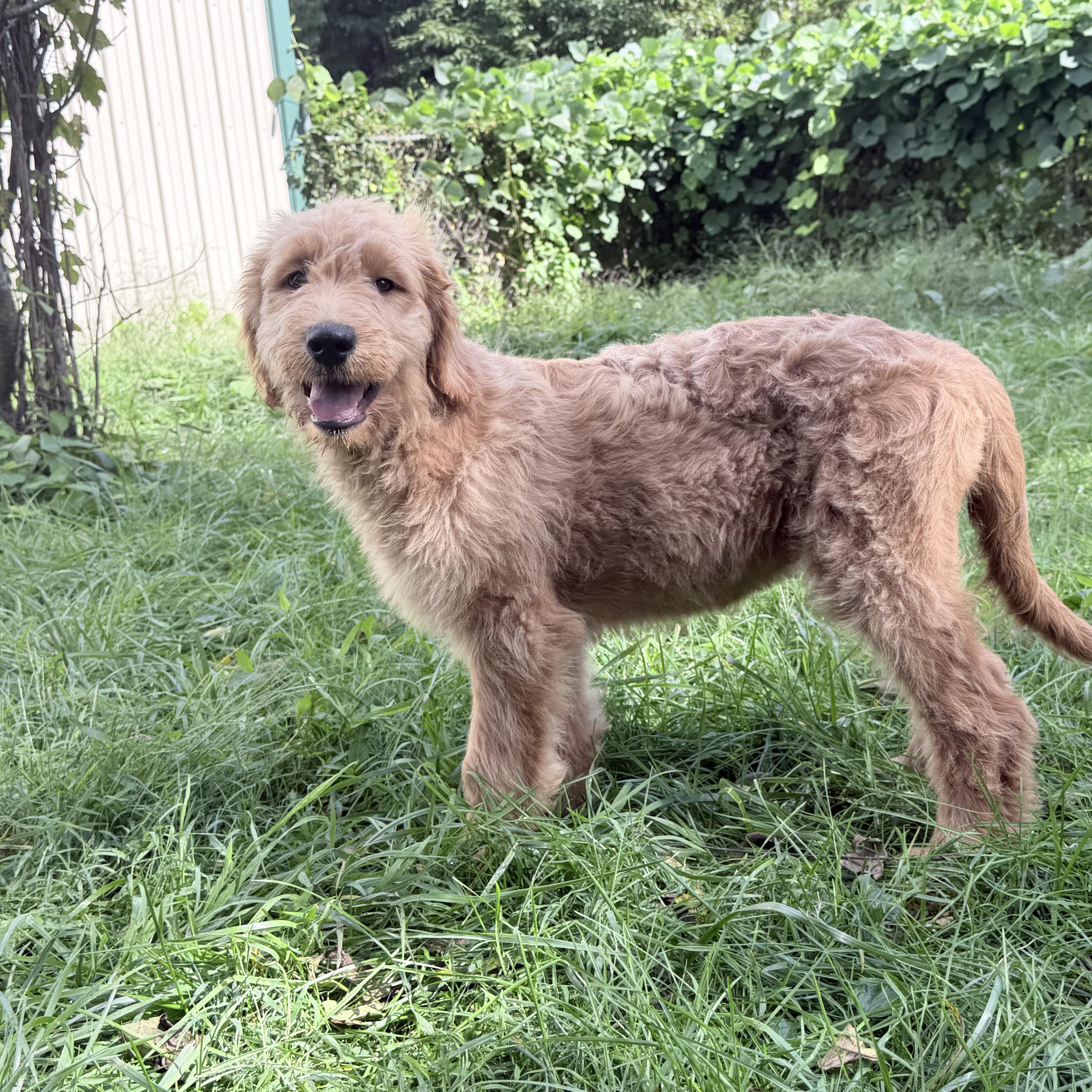 A baby large-sized female Goldendoodle dog named Cassie for adoption in Wrightstown, NJ
