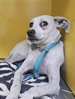 A young medium-sized female Chihuahua dog named Lacy for adoption in Los Angeles, CA