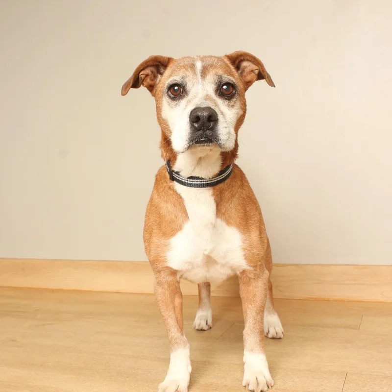 A senior medium-sized male Pit Bull Terrier dog named Sherman D for adoption in Minnetonka, MN