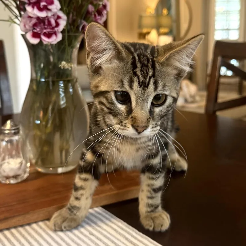 A baby small-sized female Brown / Chocolate Domestic Short Hair cat named Luka for adoption in Pacific Palisades, CA