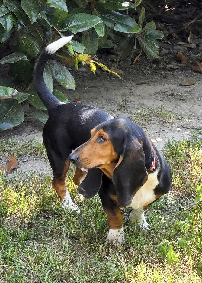A young medium-sized male Basset Hound dog named Elvis for adoption in Mays Landing, NJ