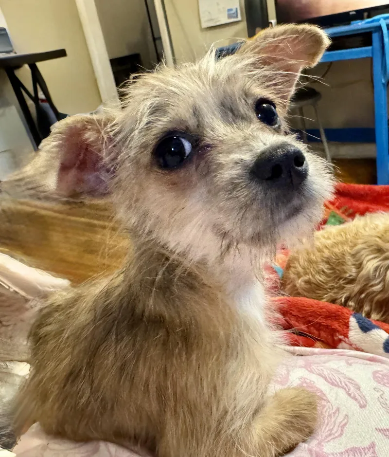 A baby small-sized male Chihuahua dog named Tiny Tim for adoption in Maiden, NC