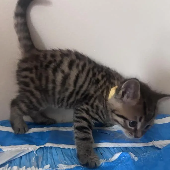 A baby small-sized male Brown / Chocolate Domestic Short Hair cat named Mocha for adoption in Madison, WI