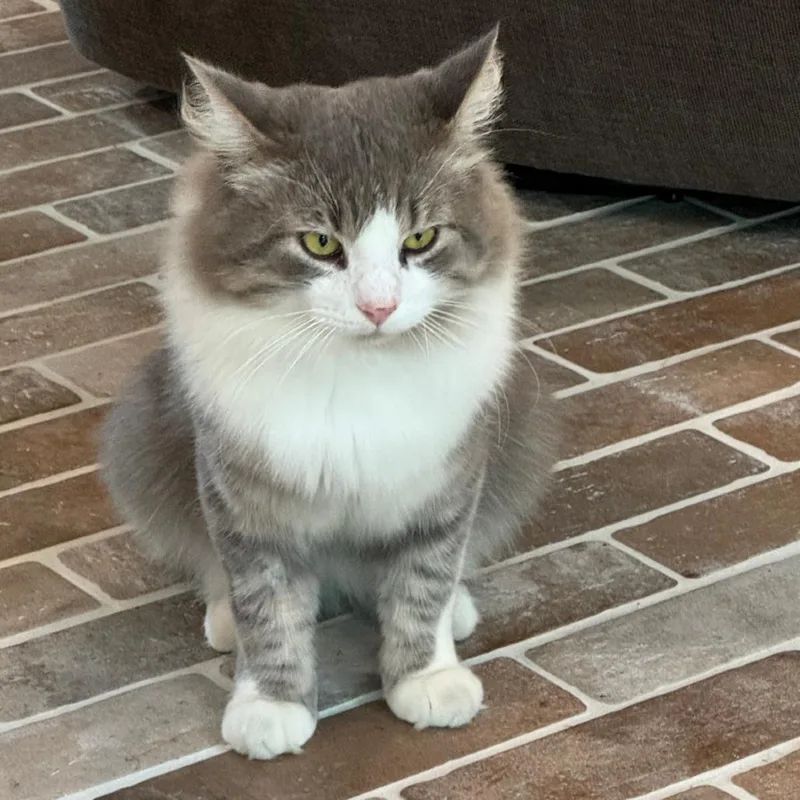An adult large-sized male Gray / Blue / Silver Domestic Long Hair cat named O'Malley for adoption in Flower Mound, TX