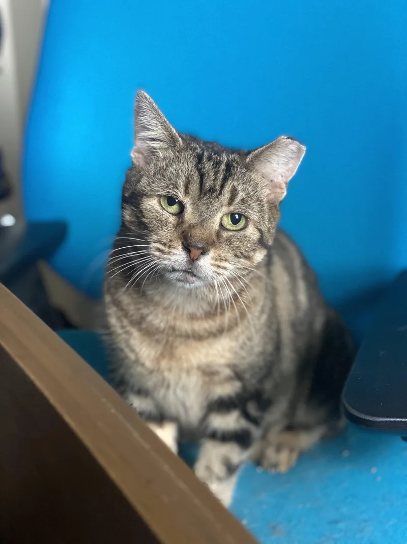An adult medium-sized female Tabby (Brown / Chocolate) Domestic Short Hair cat named Joanie for adoption in Ridgewood, NY