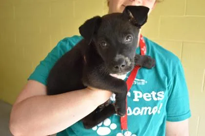 A young large-sized female Australian Cattle Dog / Blue Heeler dog named Loon for adoption in Kansas City, MO