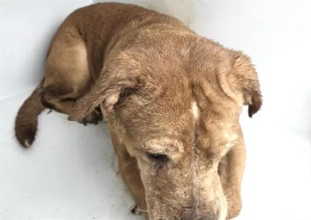 An adult large-sized female Labrador Retriever dog named Shine for adoption in Houston, TX