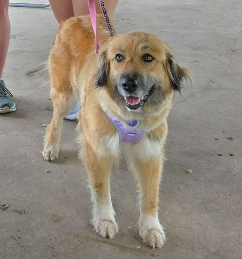 An adult large-sized female Leonberger dog named Lucky for adoption in Crocker, MO