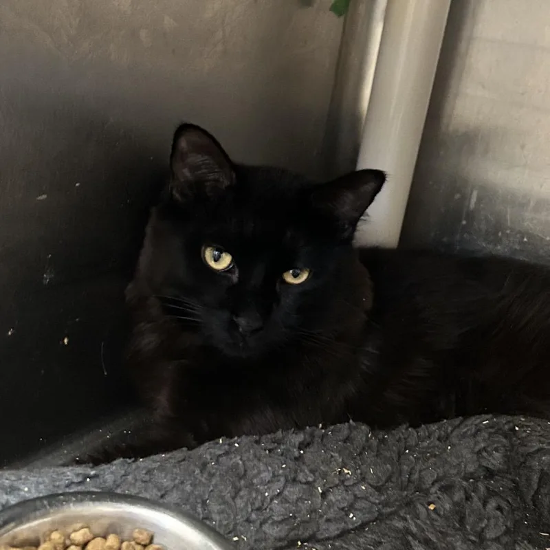 An adult medium-sized male Domestic Long Hair cat named Vhagar for adoption in Los Angeles, CA