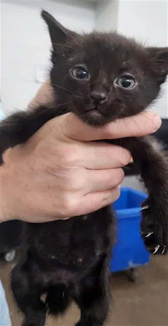 A baby medium-sized male Domestic Medium Hair cat named Sammy Davis Jr for adoption in Dallas, TX