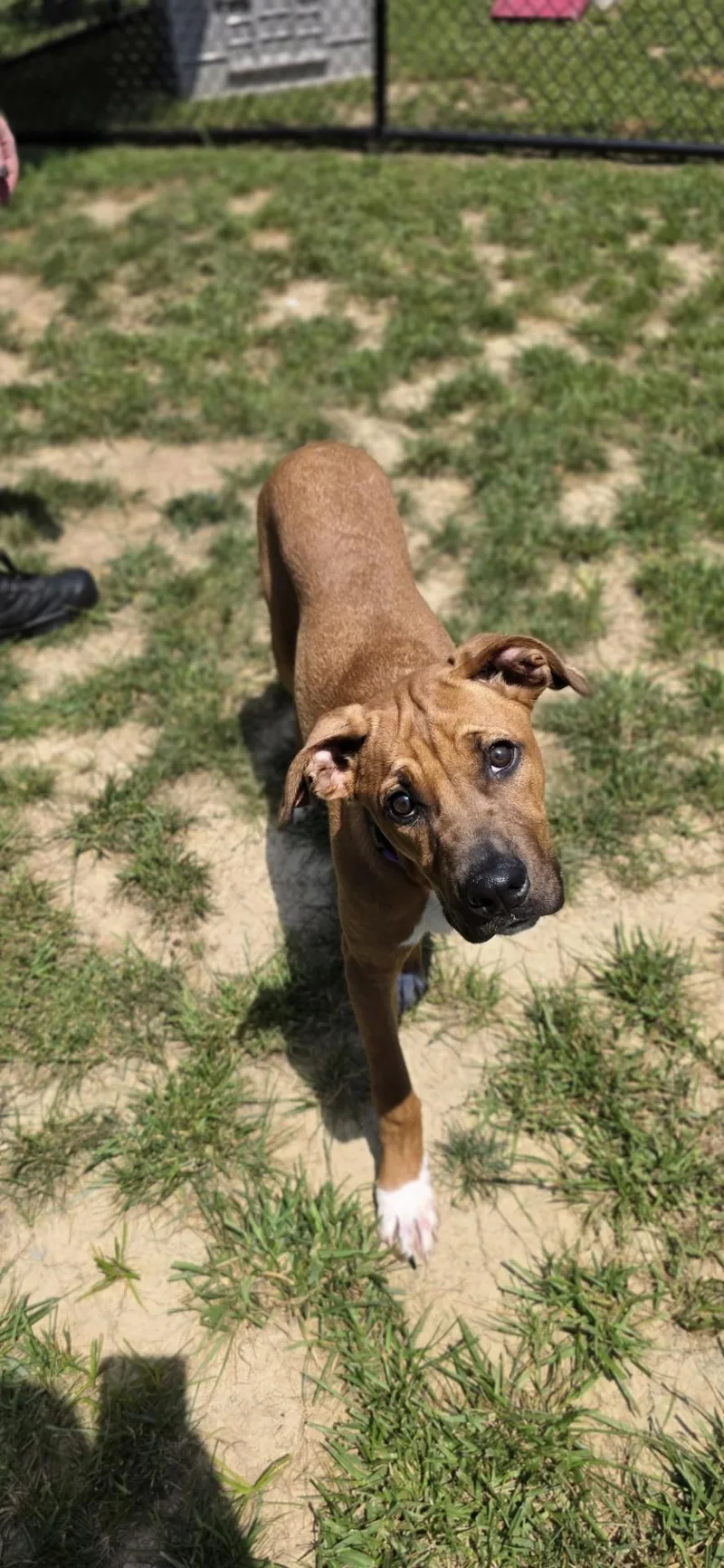 A young medium-sized male Black Pit Bull Terrier dog named Aphid for adoption in Shepherdsville, KY