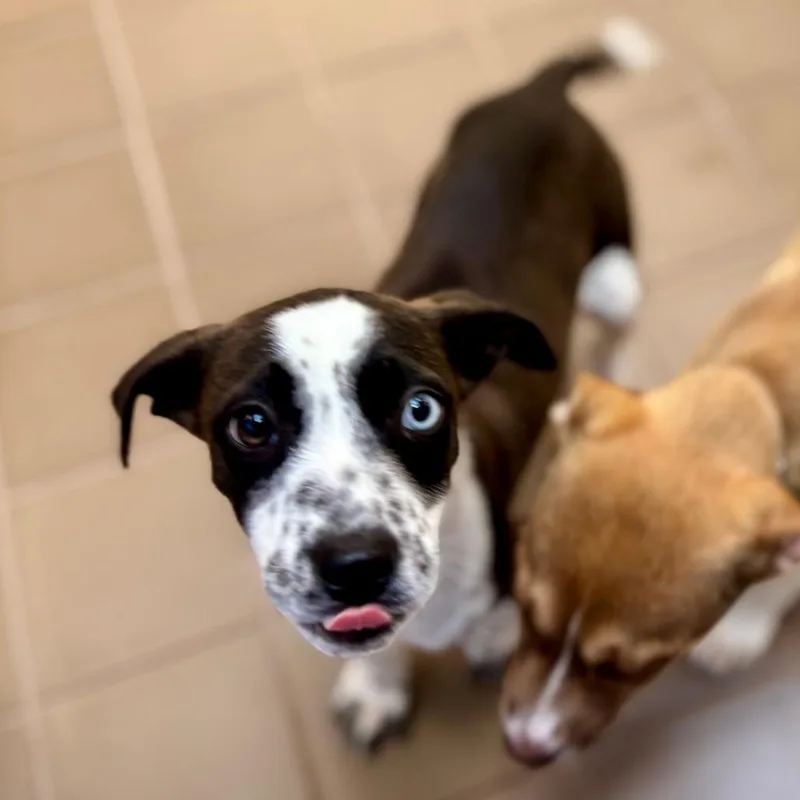 A baby medium-sized female Black Mixed Breed dog named Blossom for adoption in New York, NY