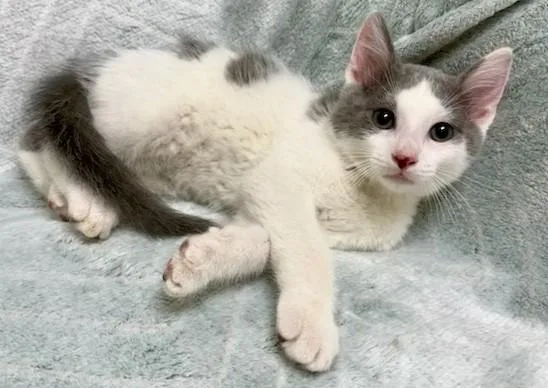 A young medium-sized male Gray & White Domestic Short Hair cat named Sam for adoption in Miller Beach, IN